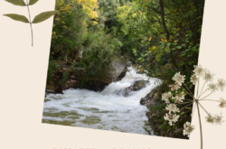 Jornada de neteja al riu Brugent