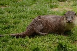 Llúdriga a l’Estany de Banyoles