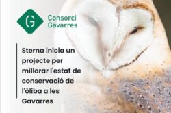 CAIXES NIU D'ÒLIBA A LES GAVARRES